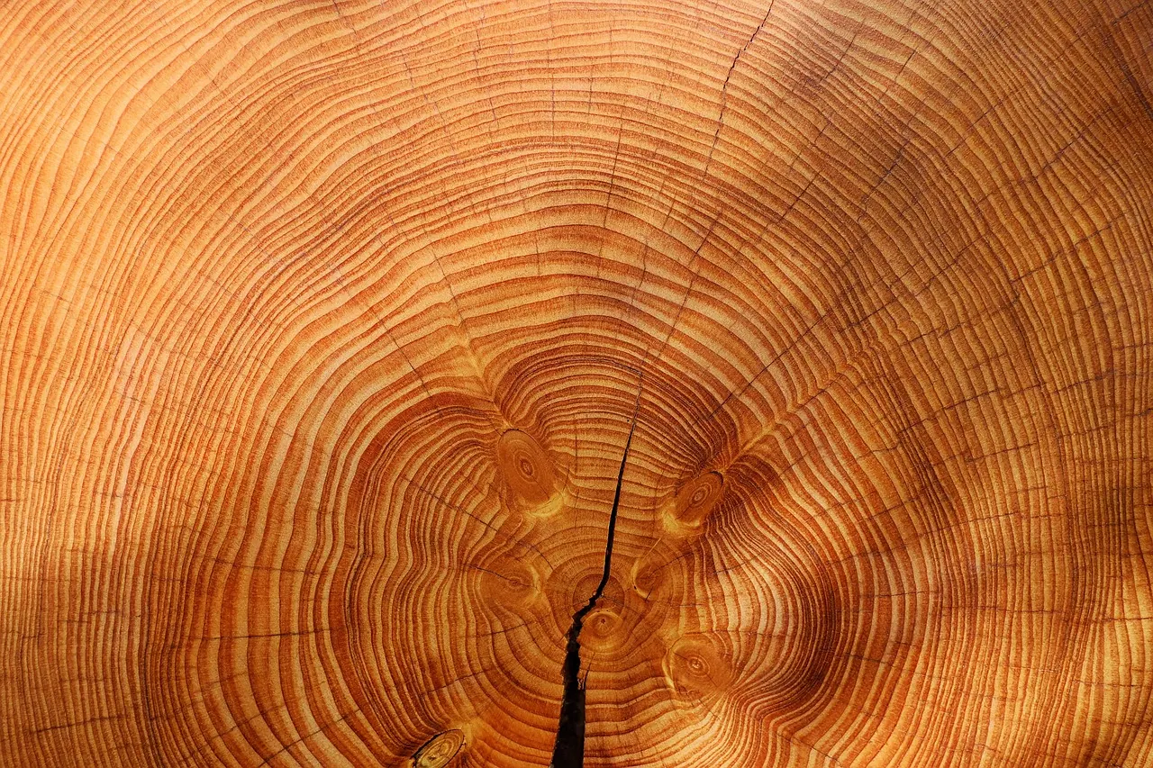 annual rings, full hd wallpaper, wallpaper hd, hd wallpaper, cool backgrounds, beautiful wallpaper, wallpaper 4k, tree, nature, mac wallpaper, wood, texture, background, desktop ba