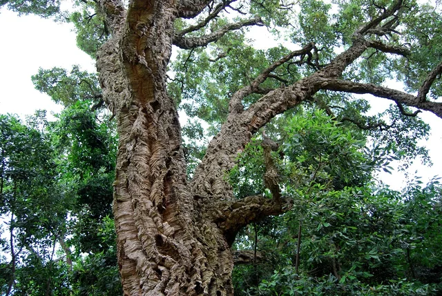 cork, cork oak, nature, tree. Sustainable materials quotes: how to make them comparable