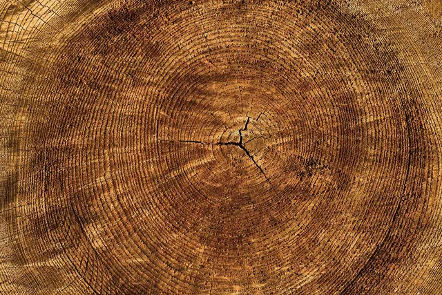 annual rings, free wallpaper, laptop wallpaper, tree, free background, wallpaper hd, desktop backgrounds, texture, beautiful wallpaper, full hd wallpaper, windows wallpaper, nature
