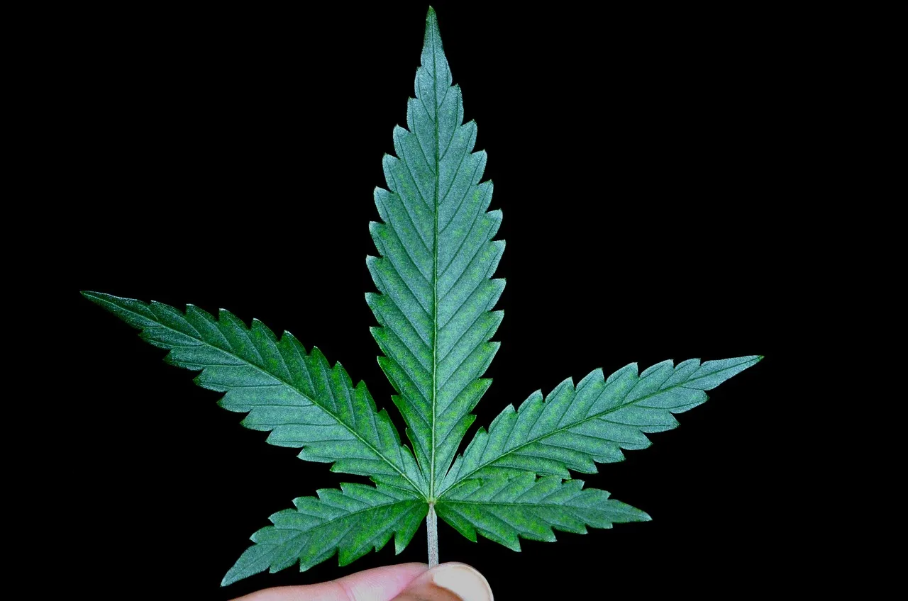 weed, hemp. Hemp insulation R-value per inch in Canada: what the data sheets convert to