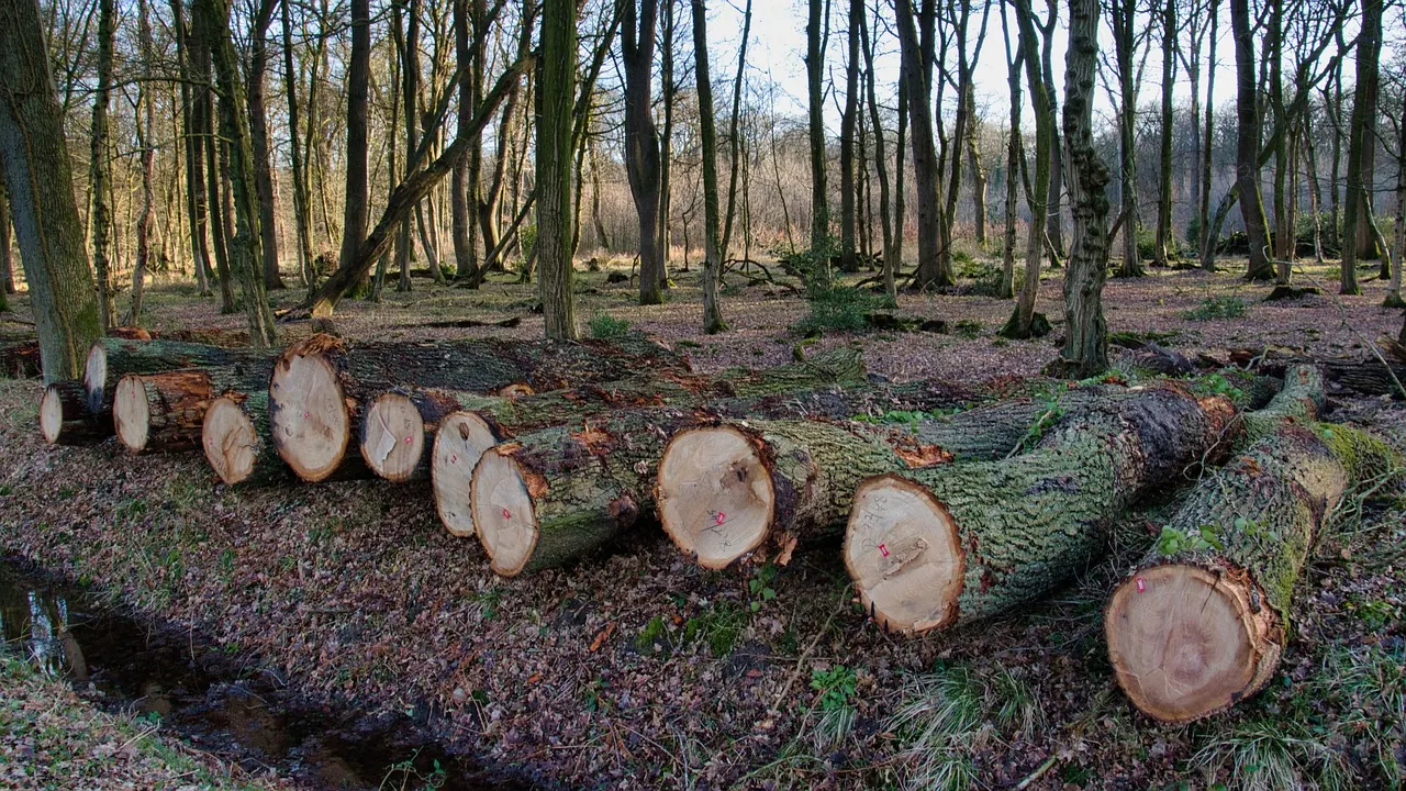 wood, logs, bole, firewood, wooden, timber, forestry, texture, deforestation, material, deforestation, deforestation, deforestation, deforestation, deforestation. Material selection mistakes: regional differences