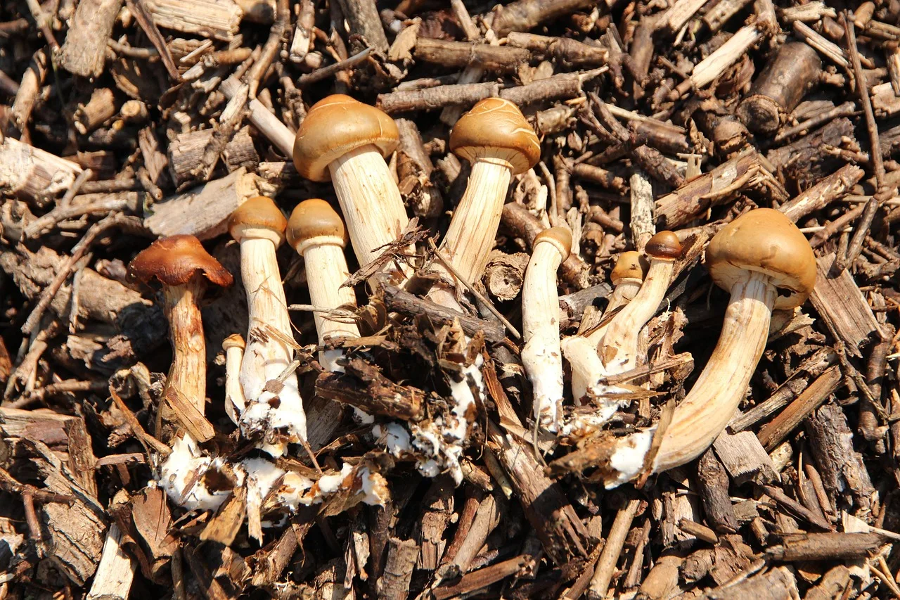 mushrooms, nature, forest, a lot of, sunny, summer, season, brown, mycology, vacation, mycelium, mycelium, mycelium, mycelium, mycelium, mycelium. Mycelium insulation panels: US sourcing routes and the cost drivers to know