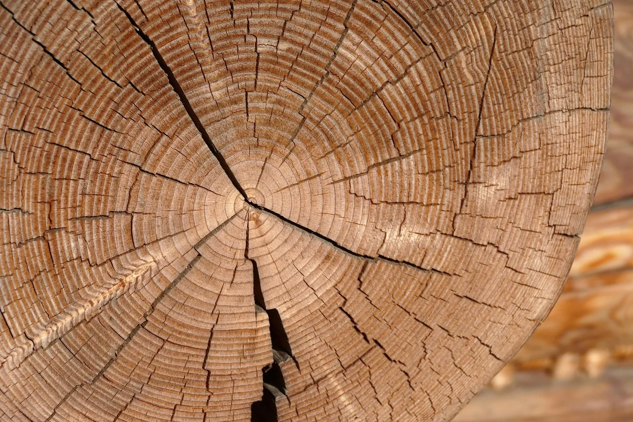 tree, wood, jug tree, cross-section, nature, forest. Natural insulation vapour barriers: what Canada's code requires