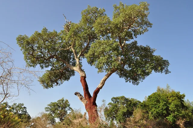 cork oak, cork, bark, bulletin board, shed bark, nature, natural product, cork oak, cork oak, cork oak, cork oak, cork oak, cork. Sustainable material brands, reviewed against real use