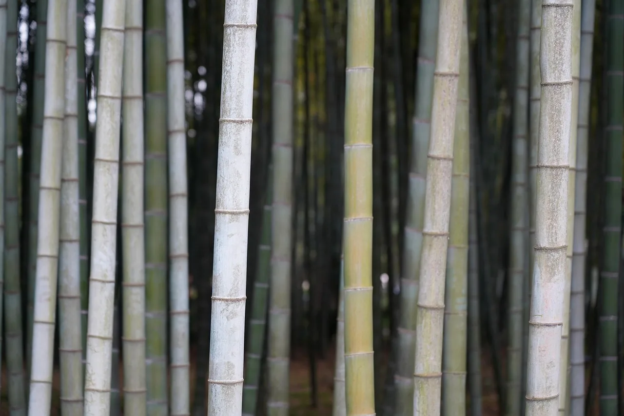 bamboo, nature, tree, plant, green, jungle, reed, forest. Which eco friendly flooring options suit your subfloor and household?