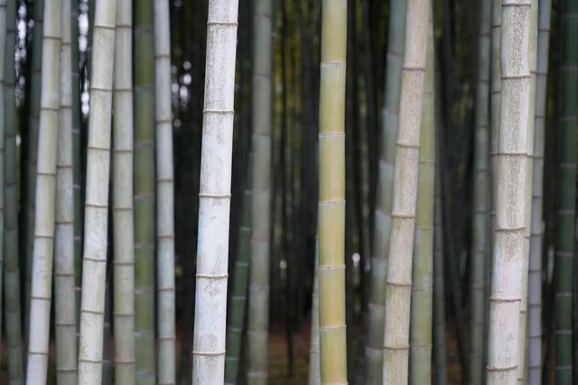 bamboo, nature, tree, plant, green, jungle, reed, forest. Which eco friendly flooring options suit your subfloor and household?